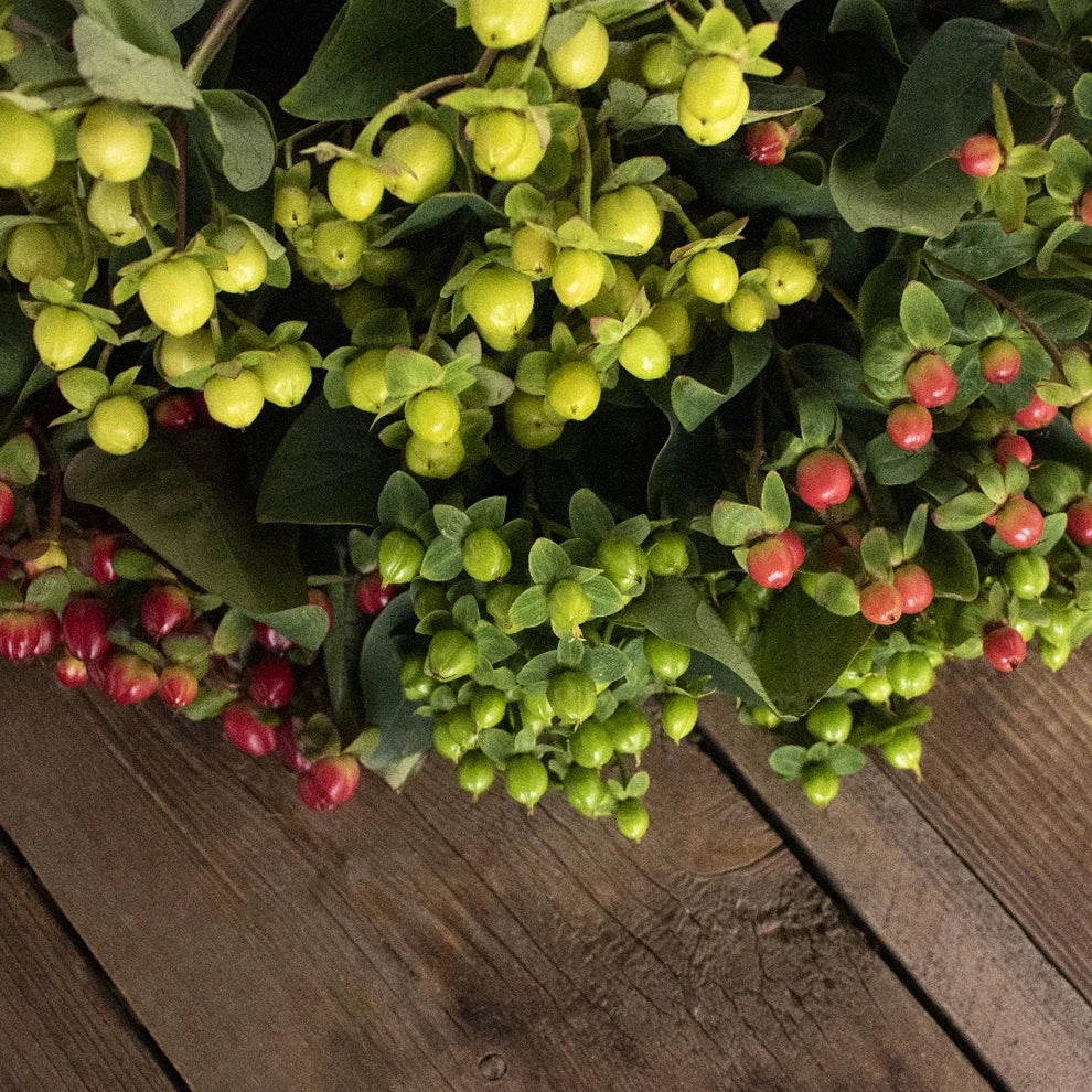 Hypericum Assorted Berries - alternative 1