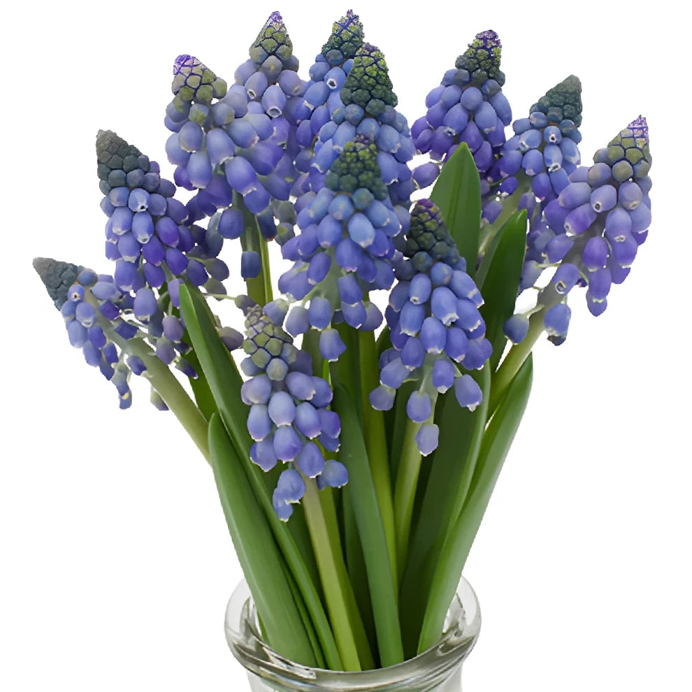 Blue Hyacinth - main