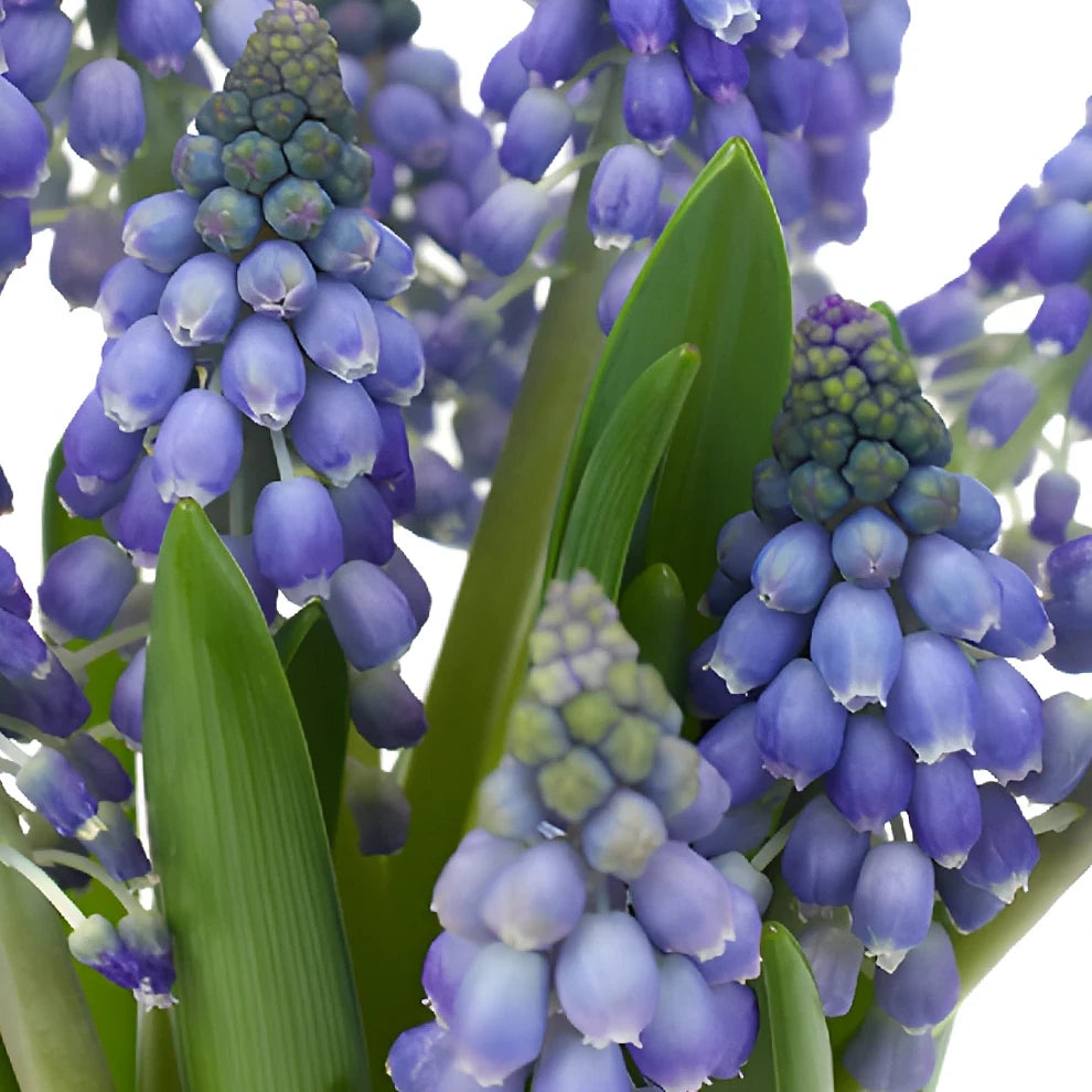 Blue Muscari - alternative 2