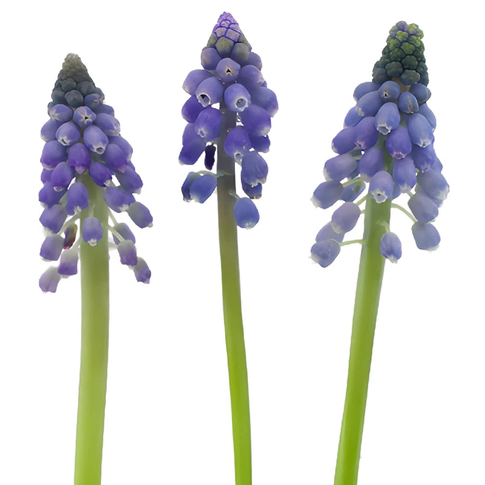 Blue Hyacinth - alternative 1