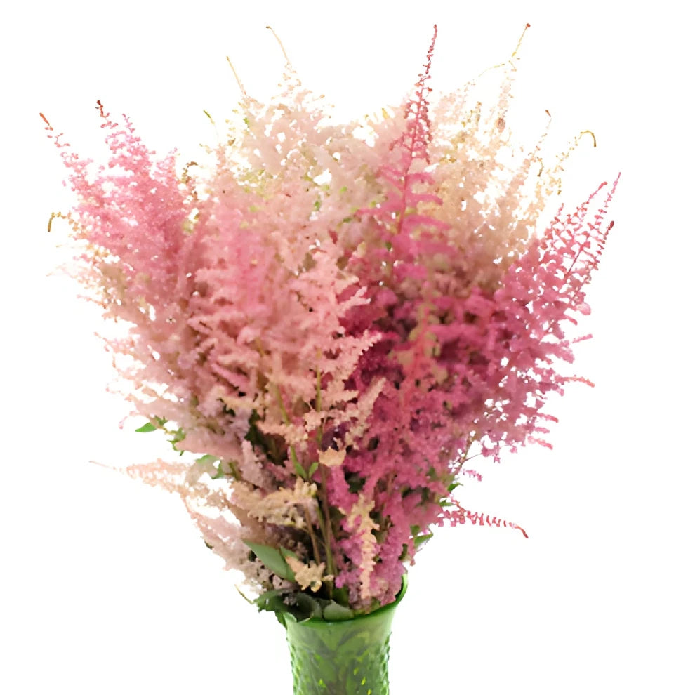 Pink Light Astilbe - alternative 1