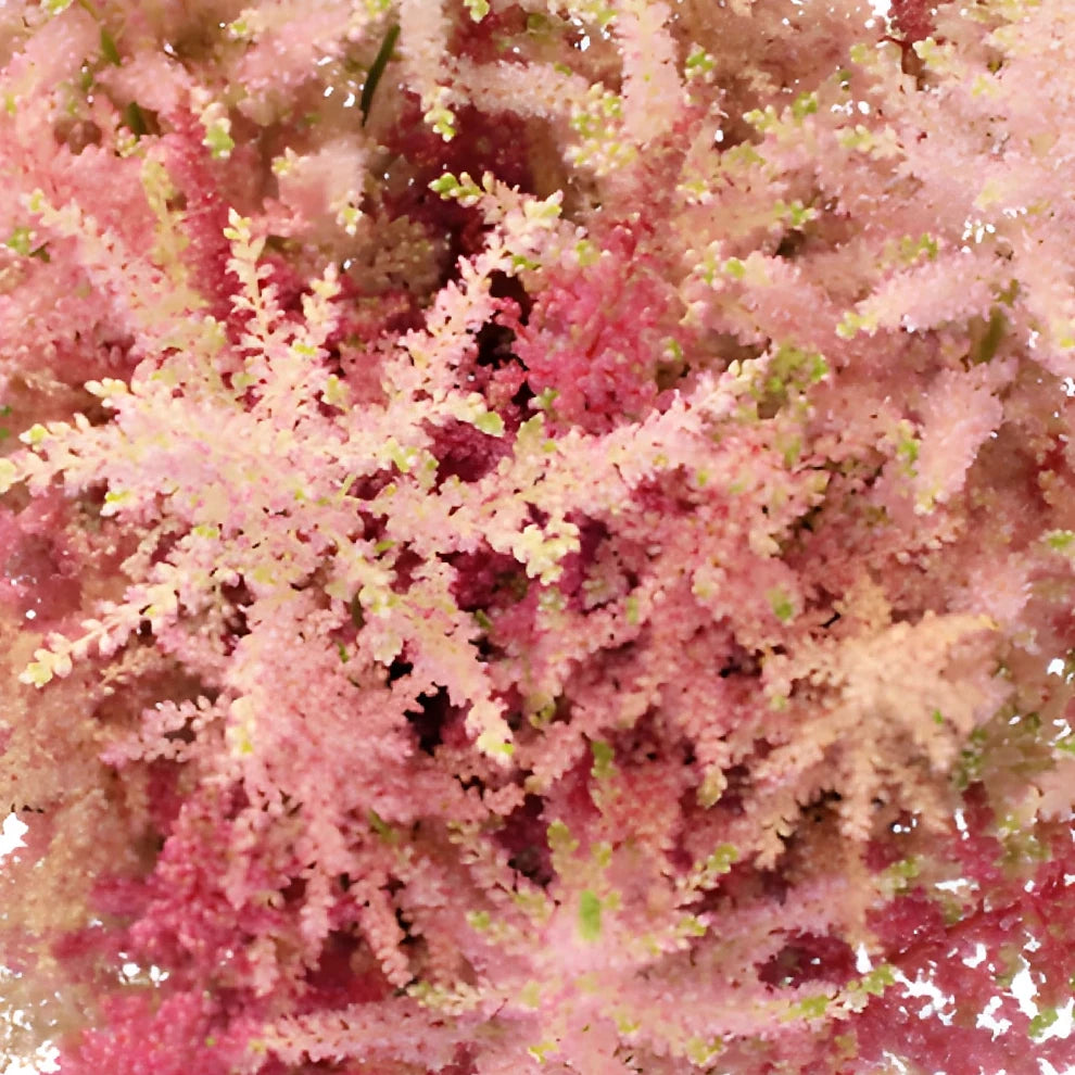 Pink Light Astilbe - main