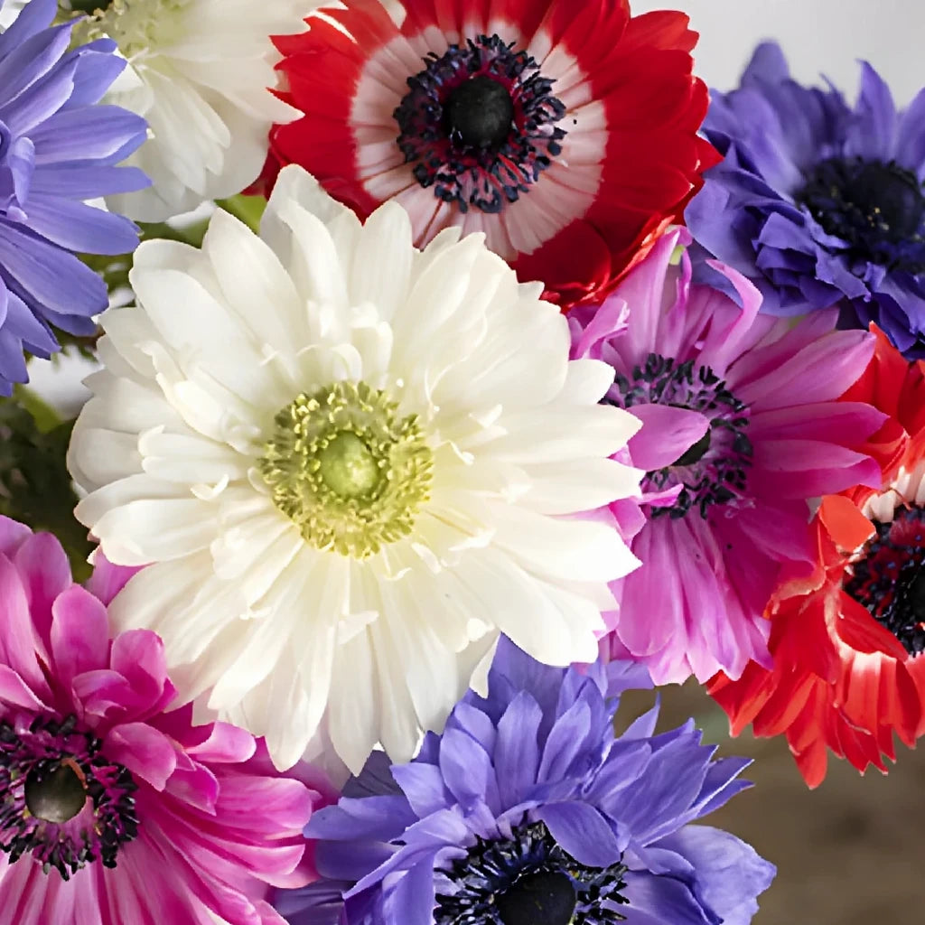 Assorted Fullstar Anemones - Assorted - main