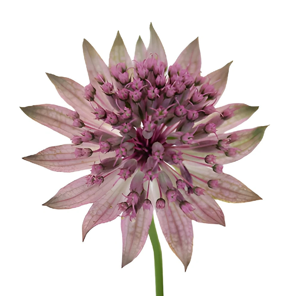 Purple Astrantia - main