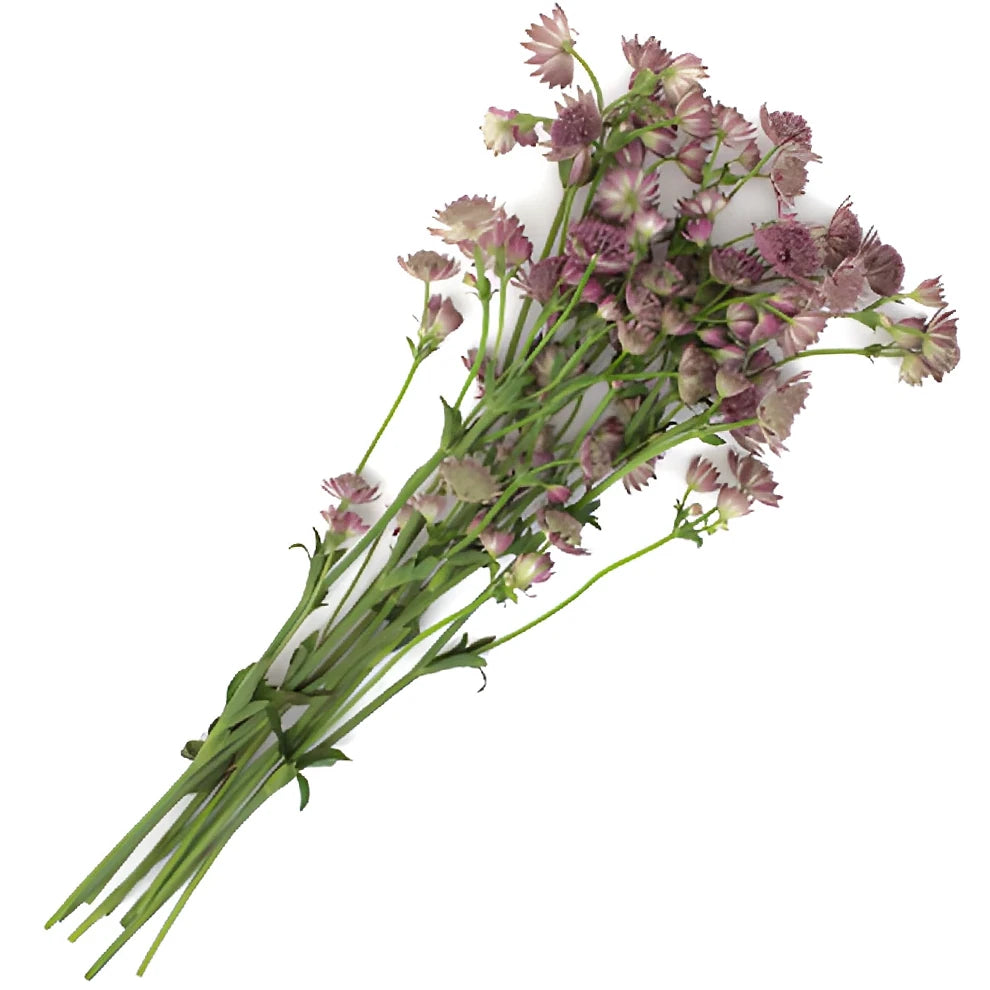 Purple Astrantia - alternative 2