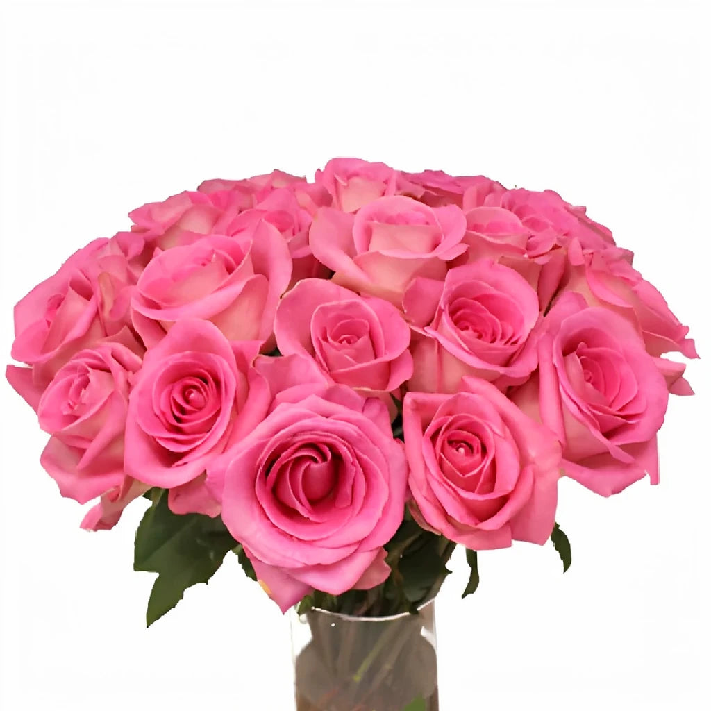 Attache Roses Standard - main