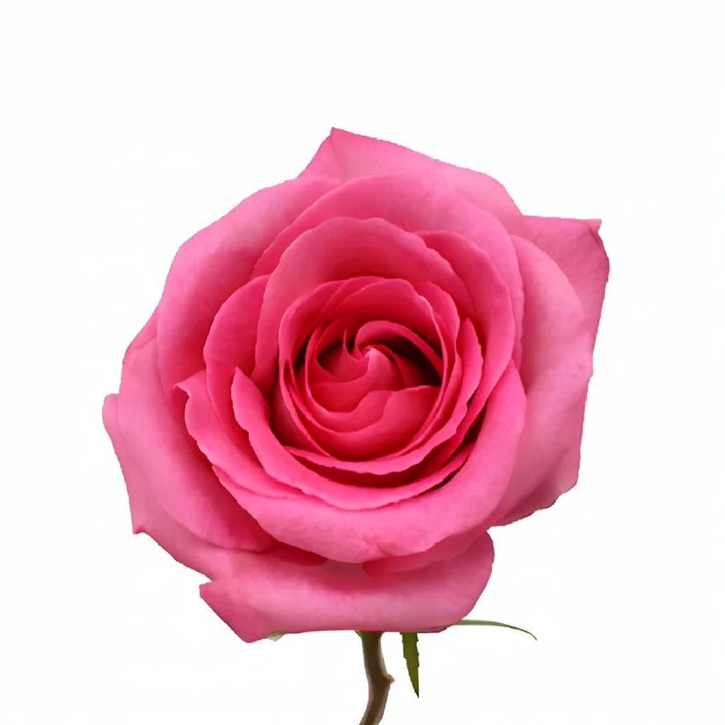 Attache Roses Standard - alternative 2