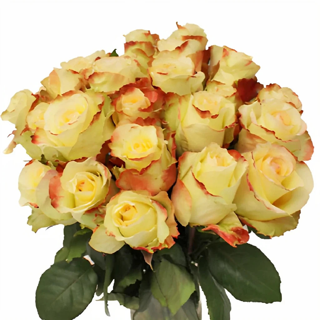 Aubade Roses Standard - alternative 1