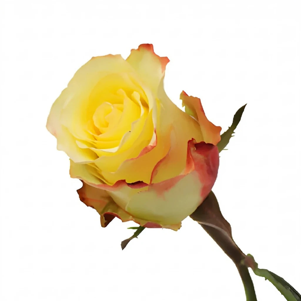 Aubade Roses Standard - main