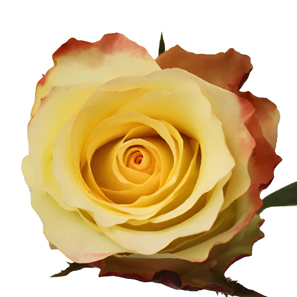 Aubade Roses Standard - alternative 3