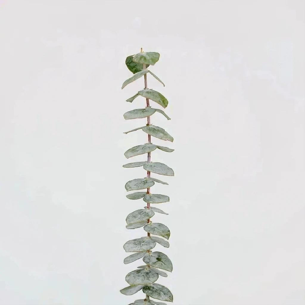 Eucalyptus Baby Greenery - alternative 3