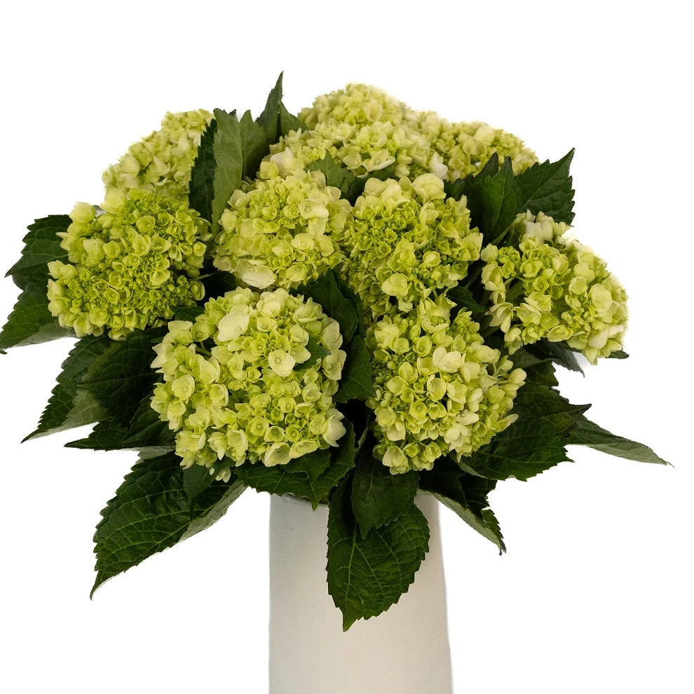 Green Hydrangeas Mini - main