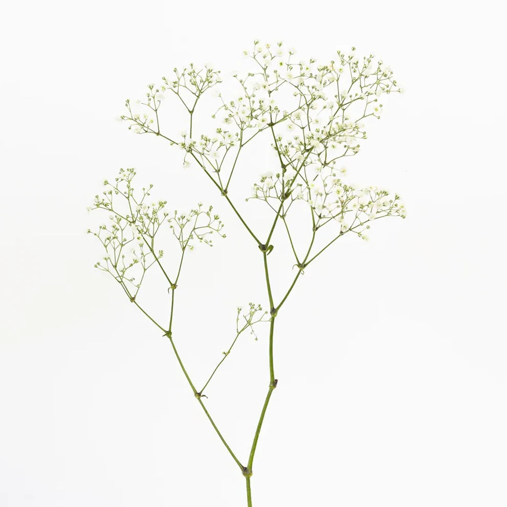 White Excellence Babys Breath - alternative 1