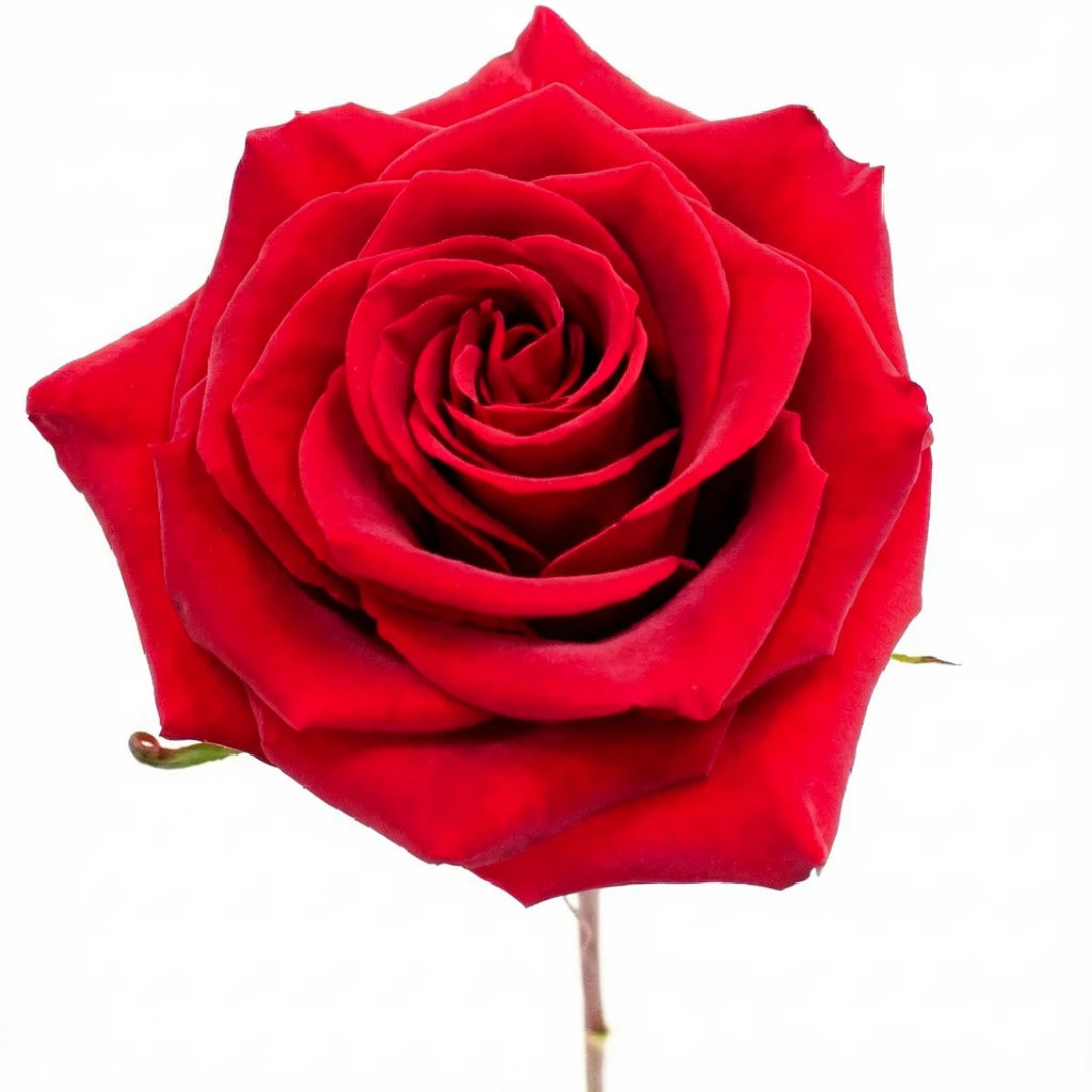Black Magic Roses Standard - main