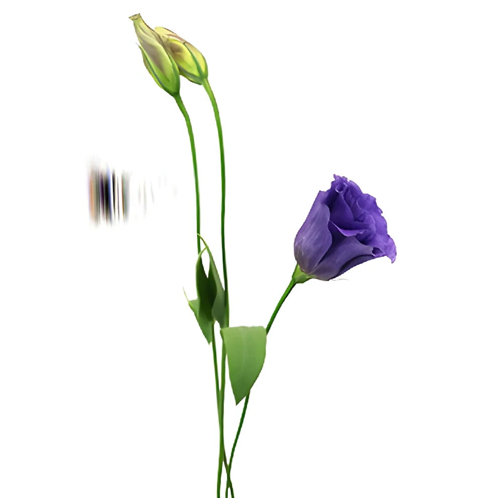 Purple Lisianthus - main