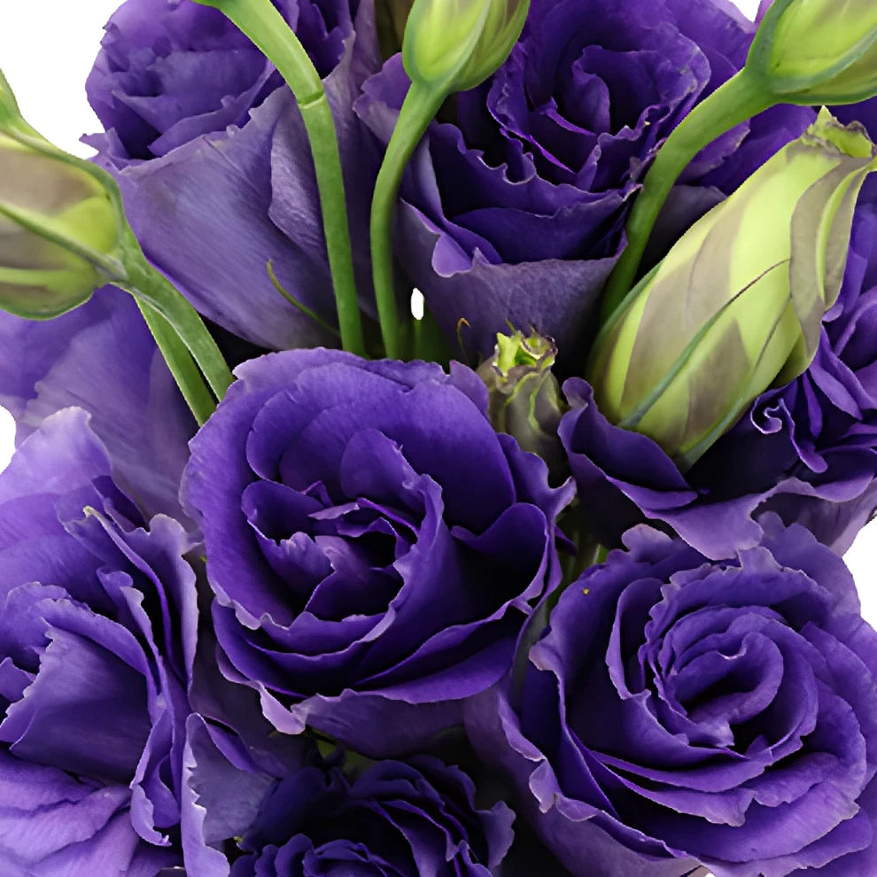 Purple Lisianthus - alternative 1