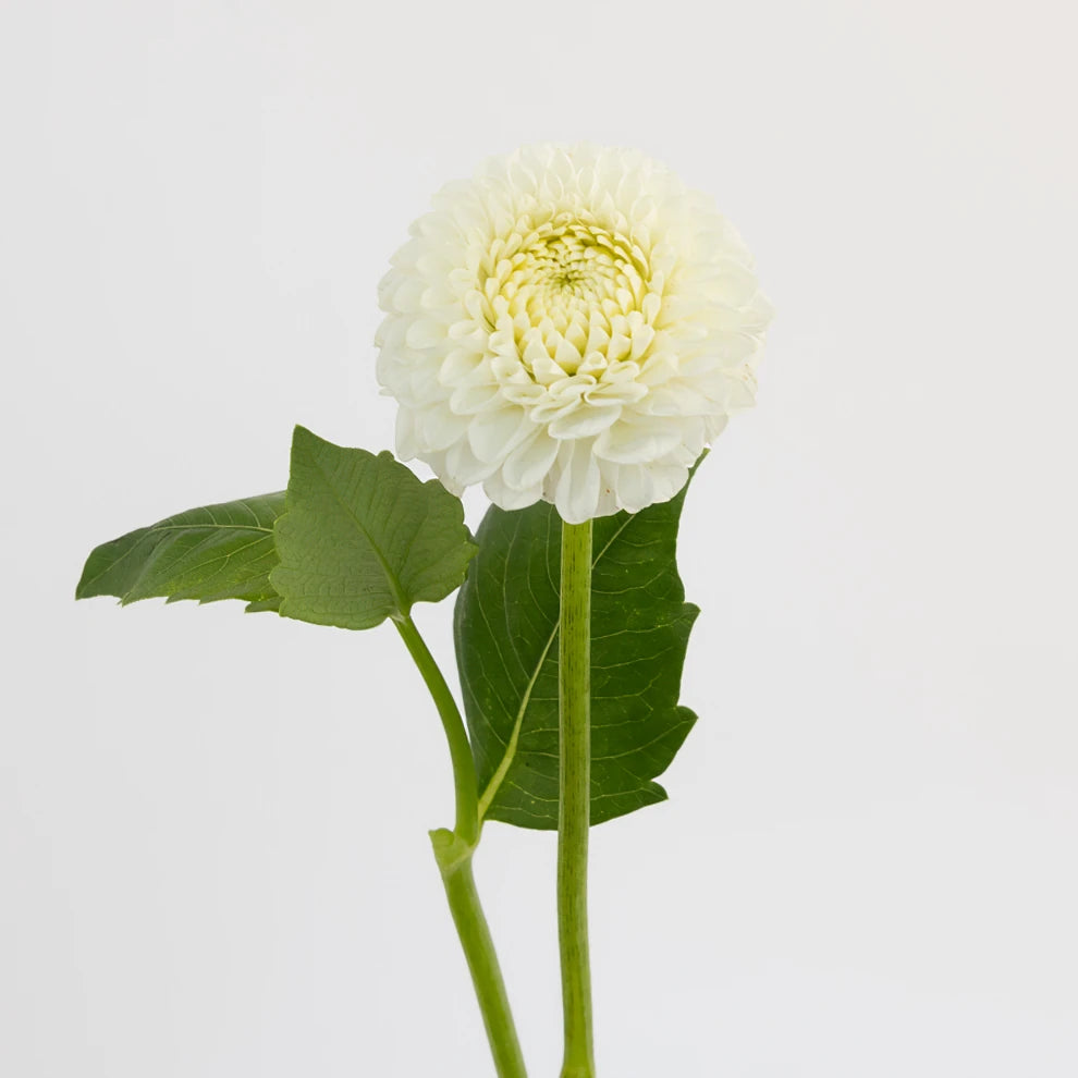 White Dahlias - main