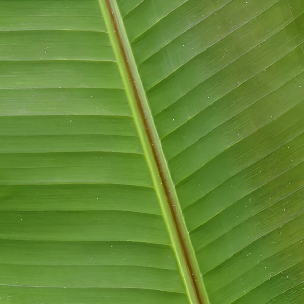 Banana Leaf Greenery - main