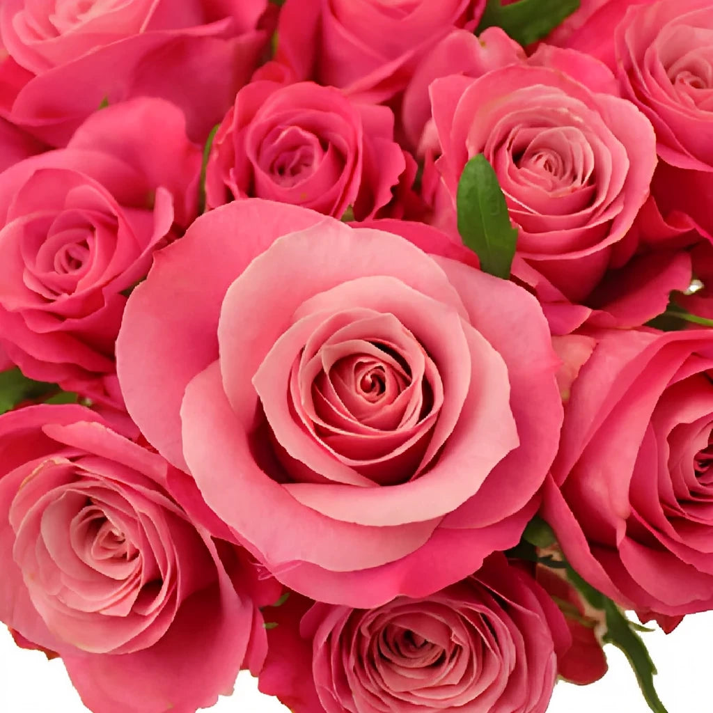 Beauty By Oger Roses Standard - main