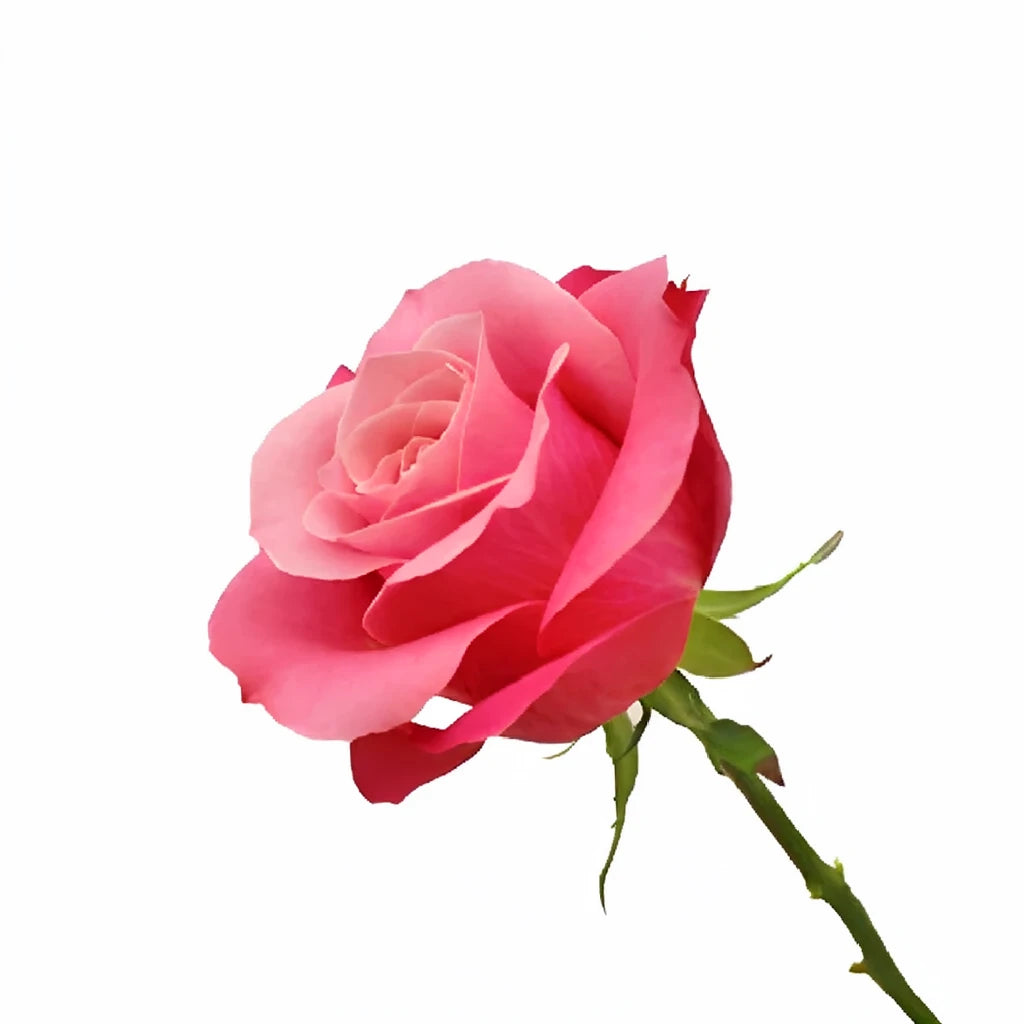Beauty By Oger Roses Standard - alternative 2