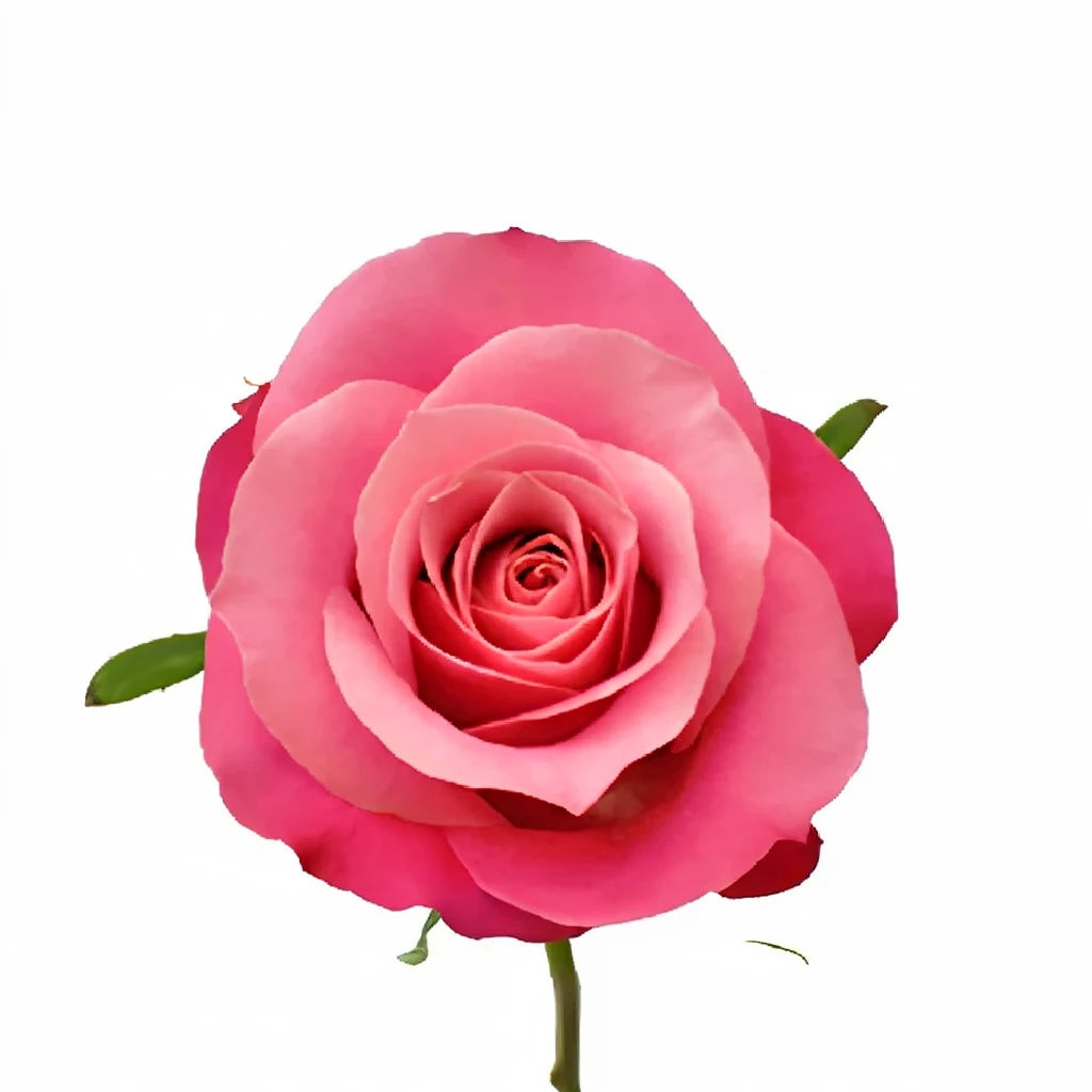 Beauty By Oger Roses Standard - alternative 3