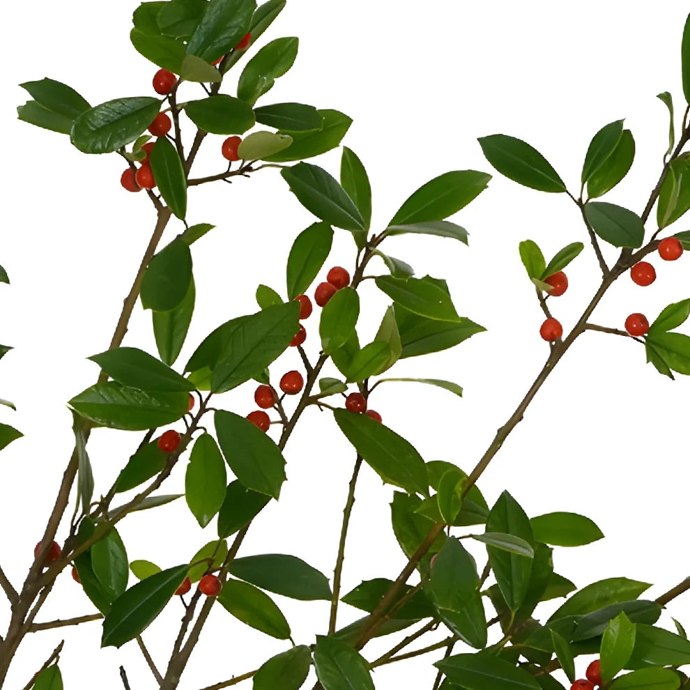 St. Augustine Holly Greenery - alternative 3