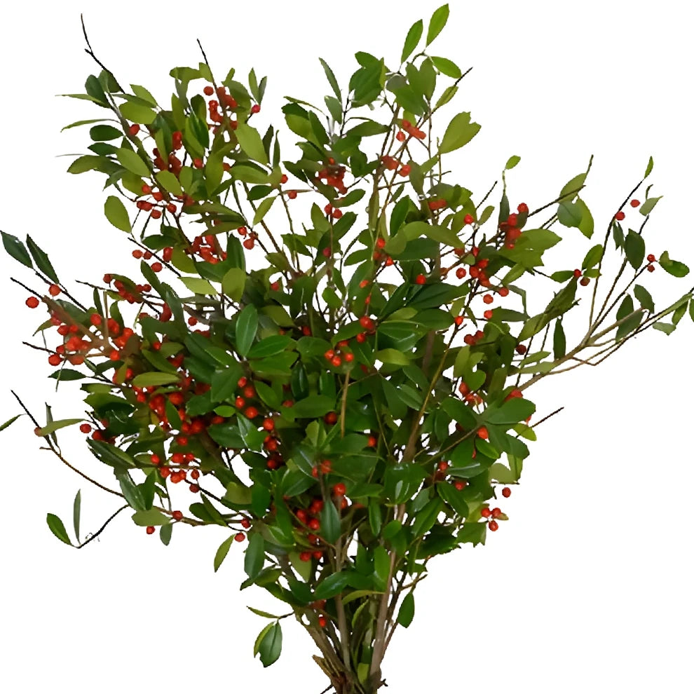 St. Augustine Holly Greenery - main