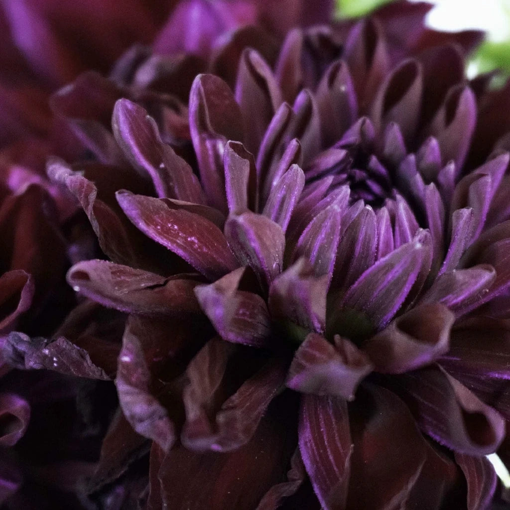 Burgundy Dahlias - alternative 1