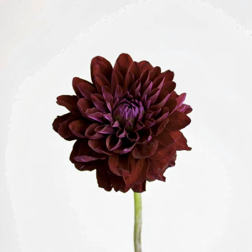 Naomi Dahlias - alternative 1