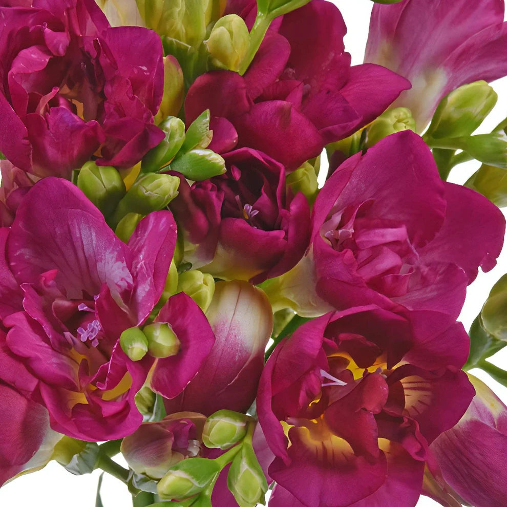 Pink Freesia - main