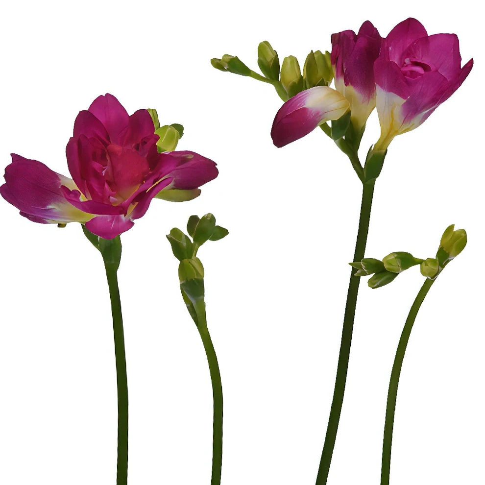 Pink Freesia - alternative 2