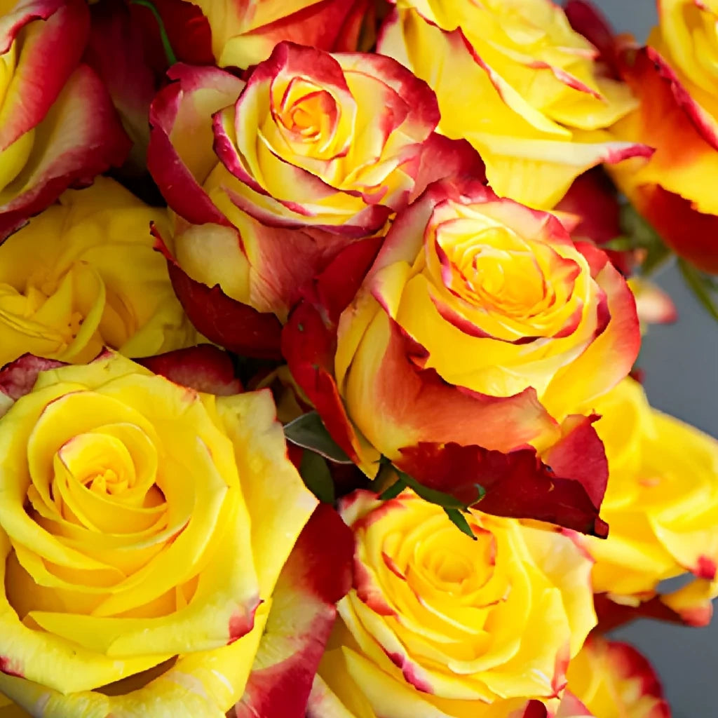 High & Yellow Roses Standard - main