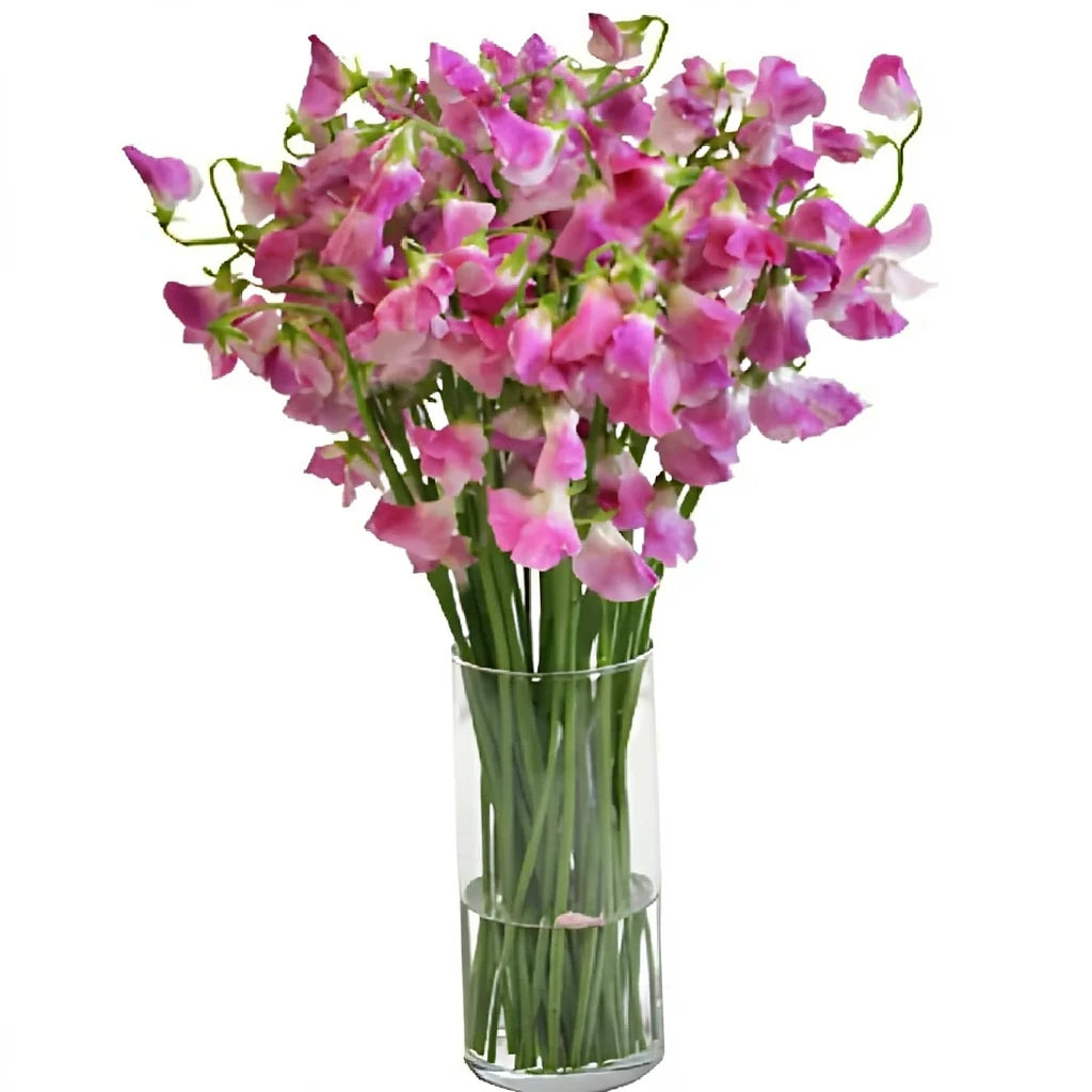 Bicolor White & Pink Sweet Peas - alternative 1