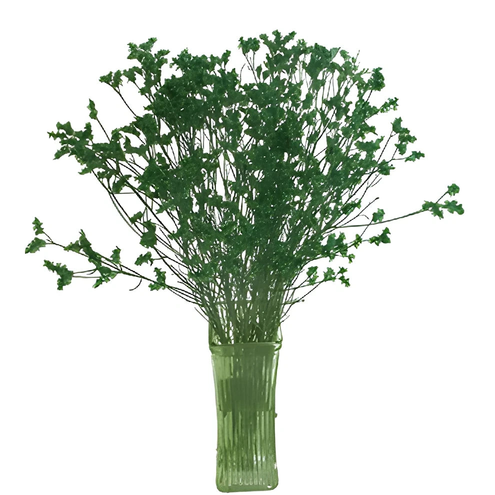 Tinted Limonium - Green - main