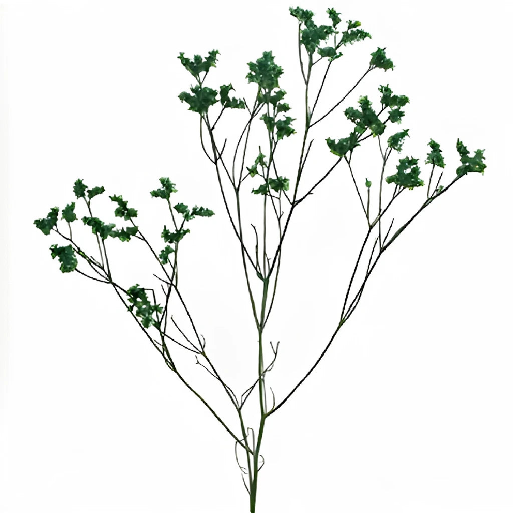 Tinted Limonium - Green - alternative 1