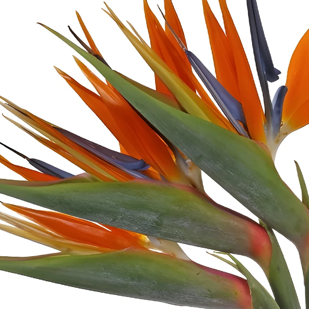 Birds of Paradise Tropicals - alternative 1