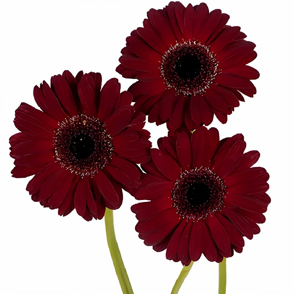 Burgundy Mini Gerberas - main