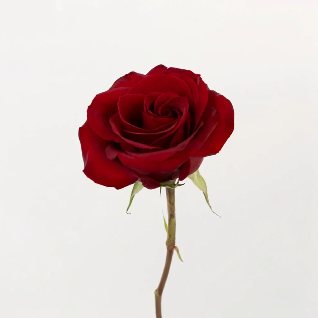 Black Pearl Roses Standard - main