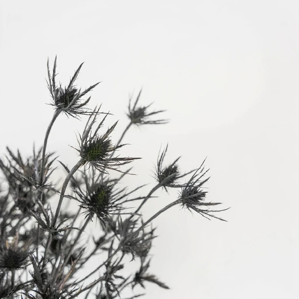 Tinted Black Thistle - alternative 2