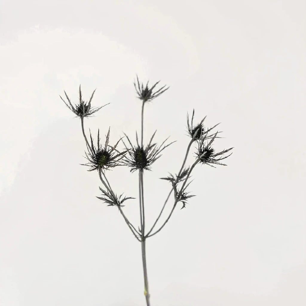 Tinted Black Thistle - main