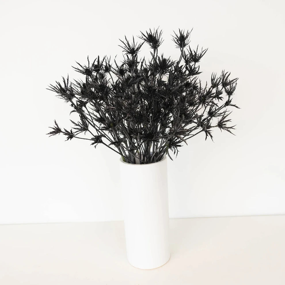 Tinted Black Thistle - alternative 1