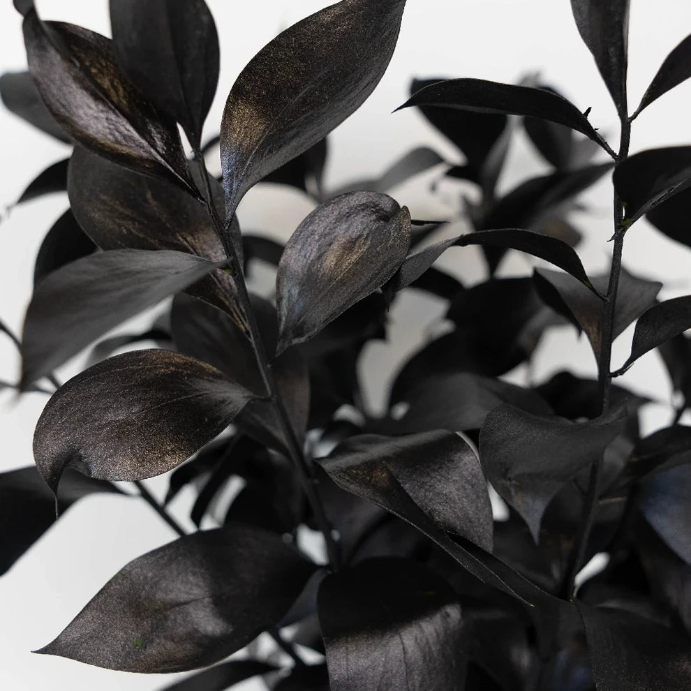 Tinted Ruscus Greenery - alternative 1