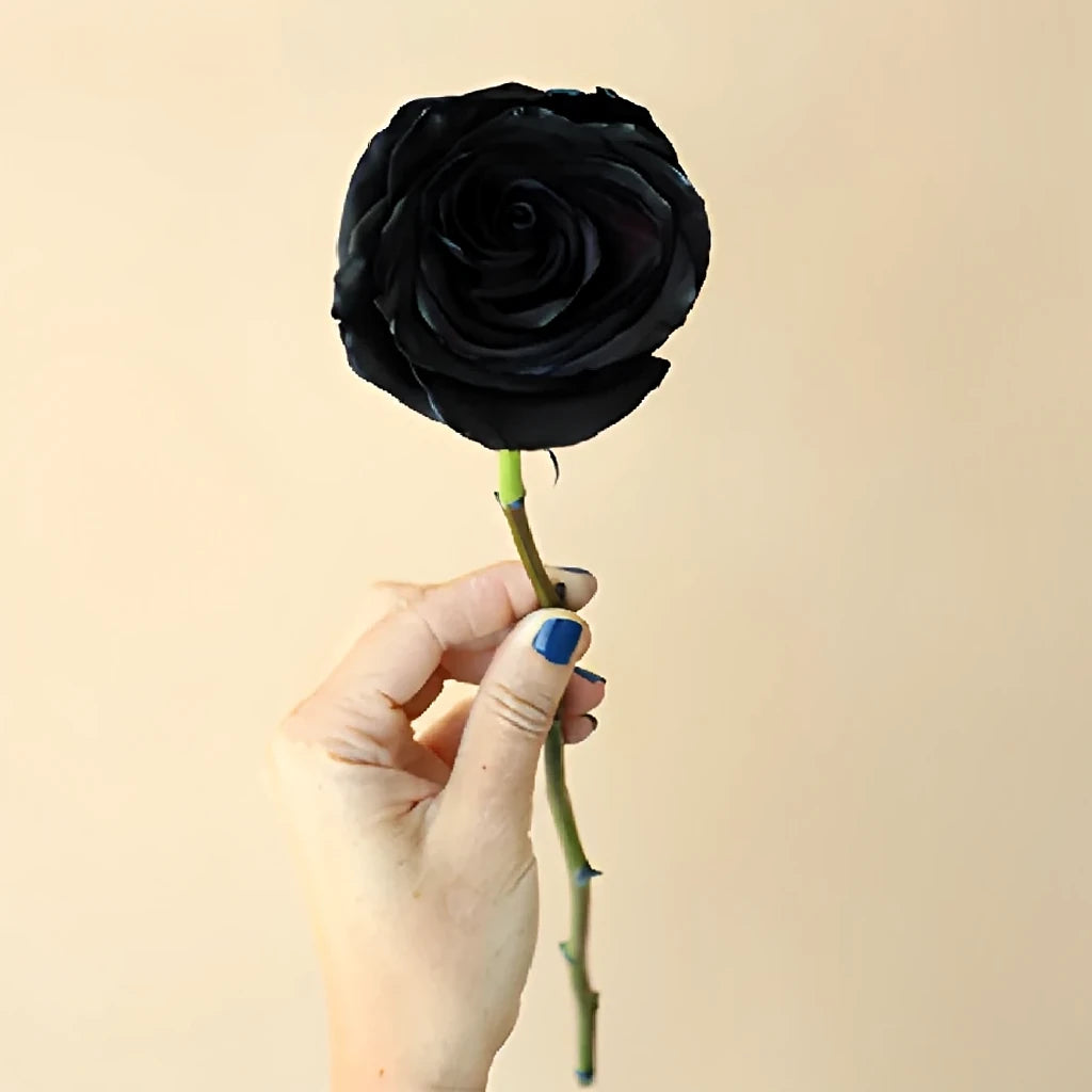 Black Finess Roses Standard - alternative 3