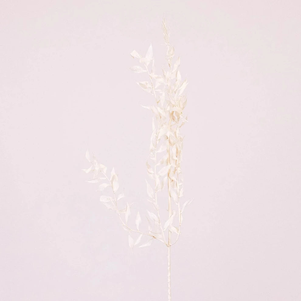 Bleached Italian Ruscus Dried - White - alternative 1