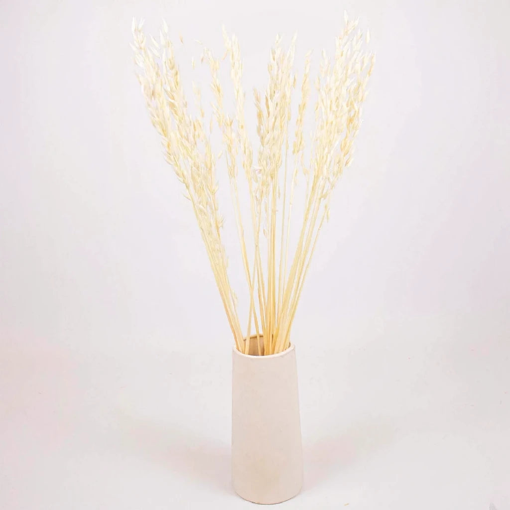 Avena Dried - alternative 2