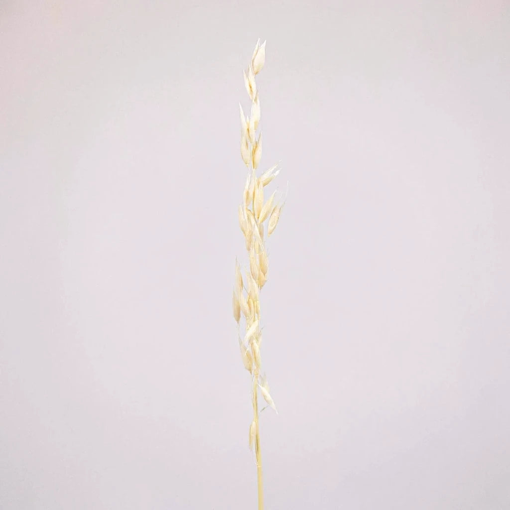 Avena Dried - main