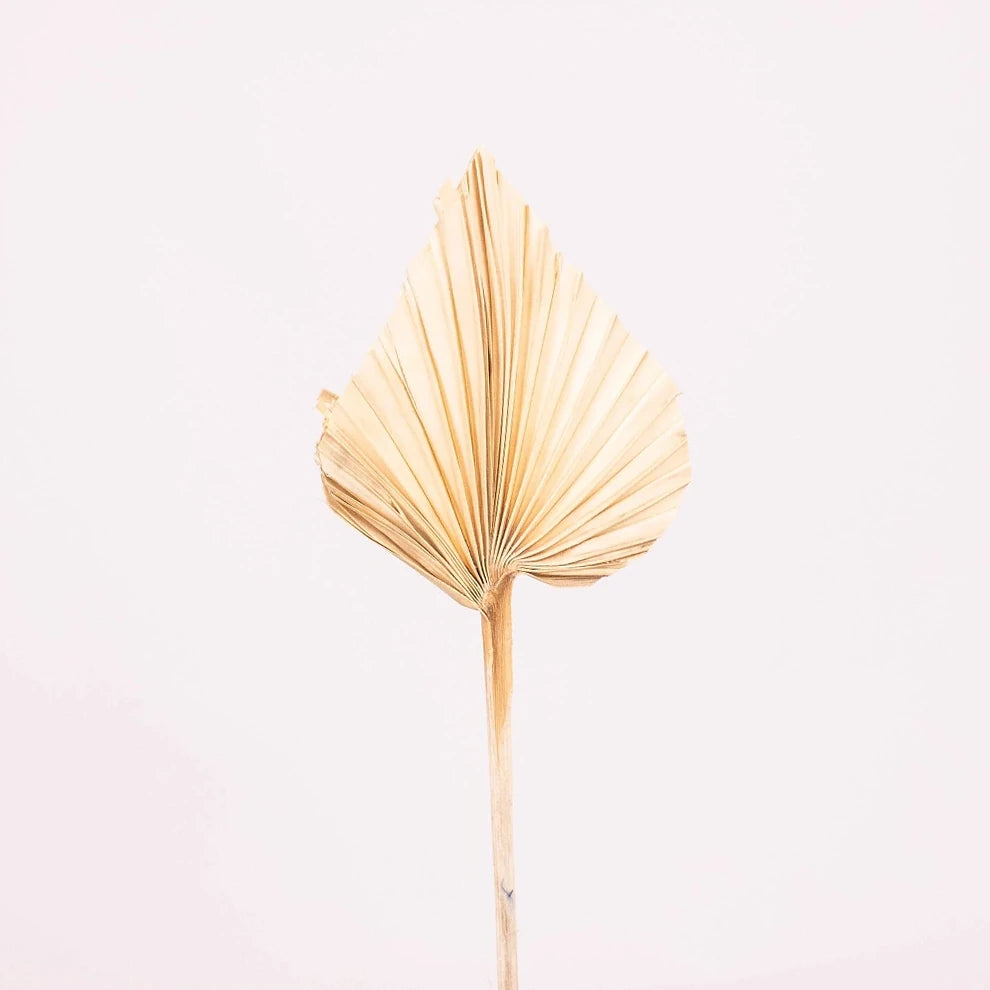 Palm Spears Dried - alternative 2