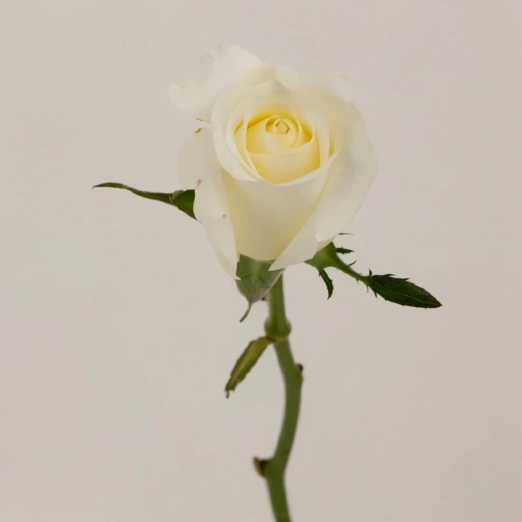 Blizzard Roses Standard - main