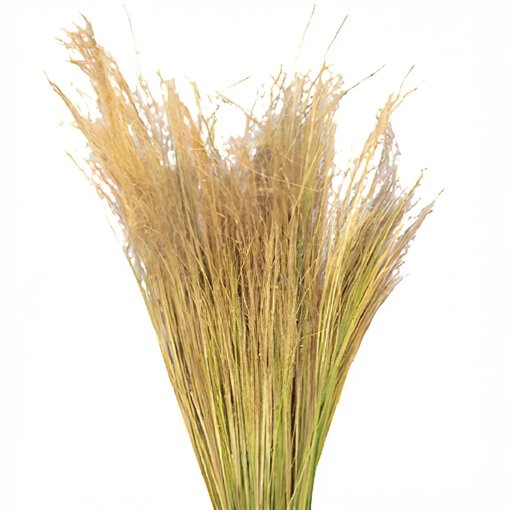 Blonde Love Grass Greenery - alternative 1