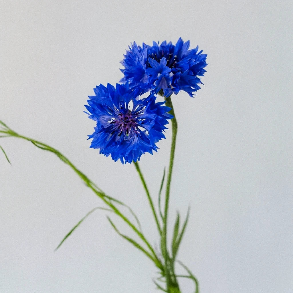 Blue Cornflower - alternative 2